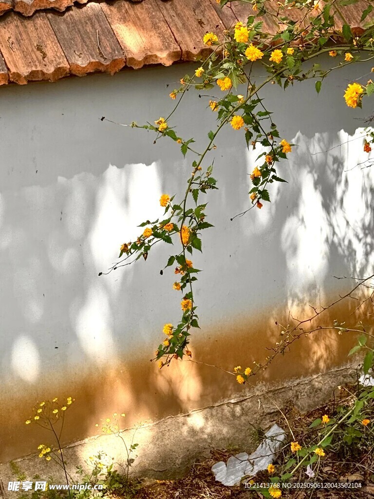 墙边黄花映光影