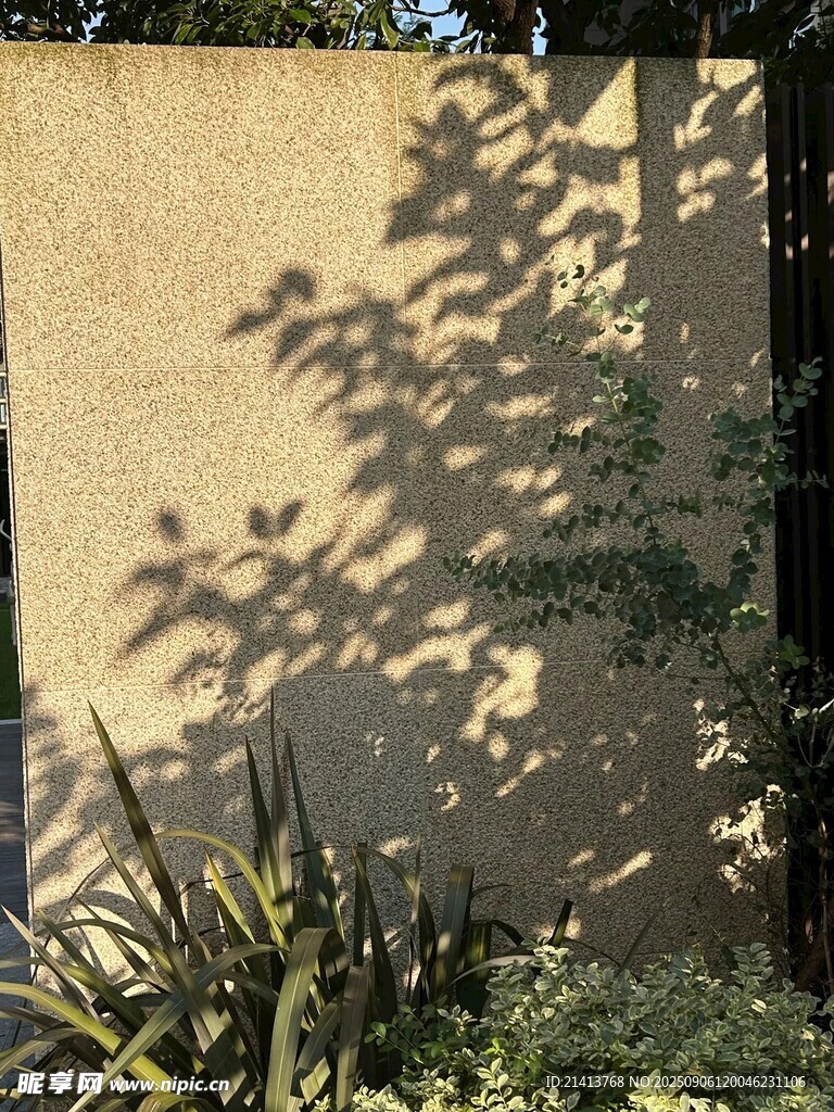 墙上映着植物斑驳光影