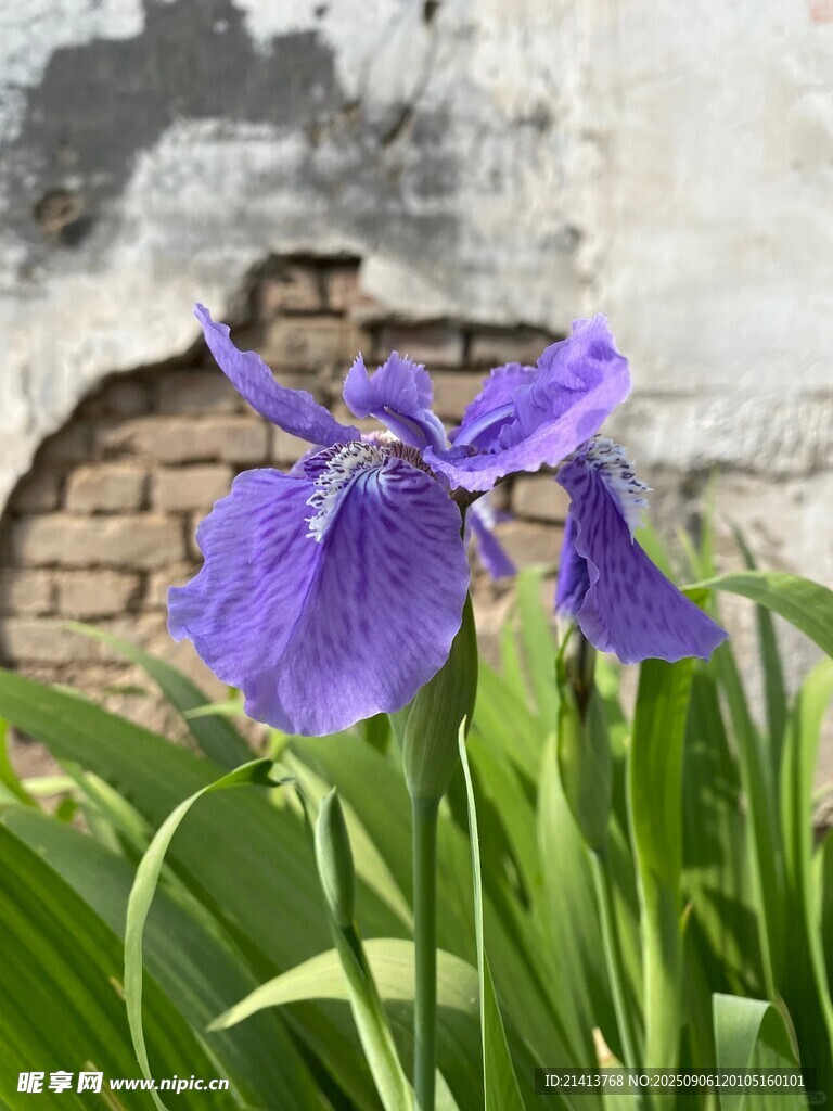 紫色鸢尾花绽放于墙边