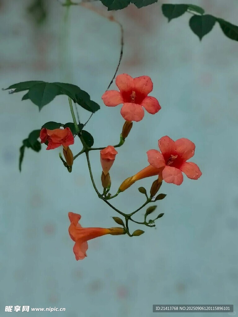 娇艳凌霄花绽放枝头