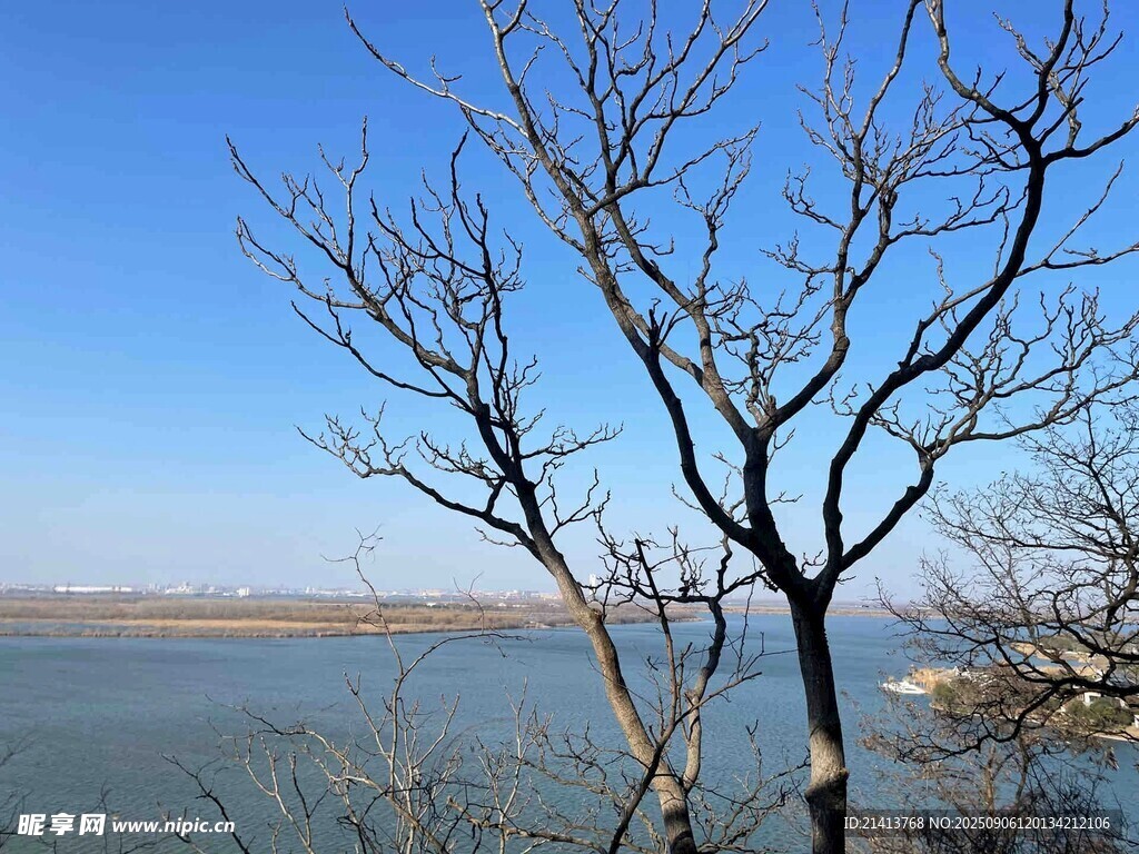 湖畔枯树 冬日宁静景致