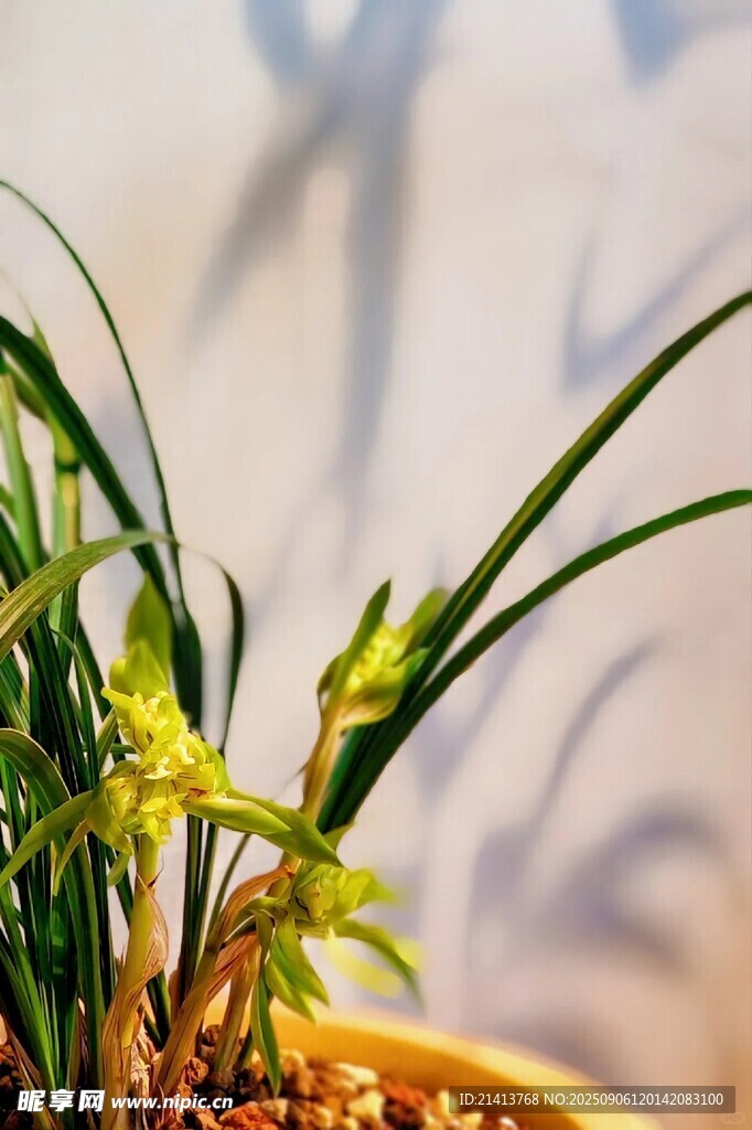 盆栽兰花特写