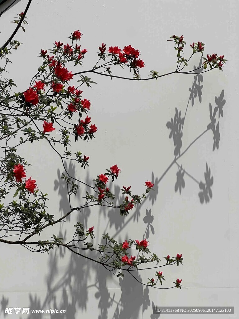 白墙红花朵枝影