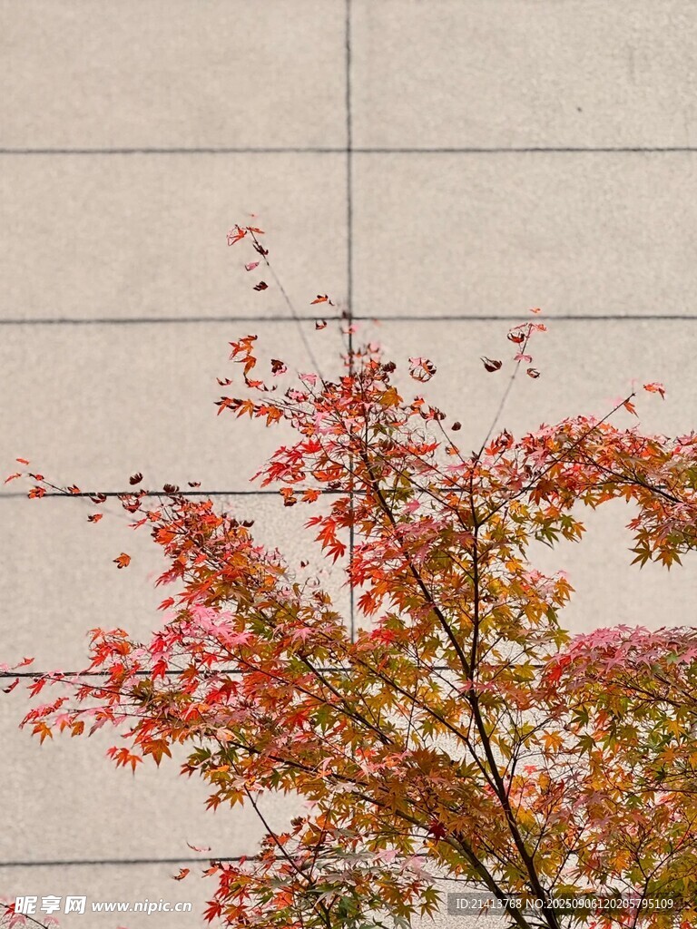 墙边红枫 秋意初显