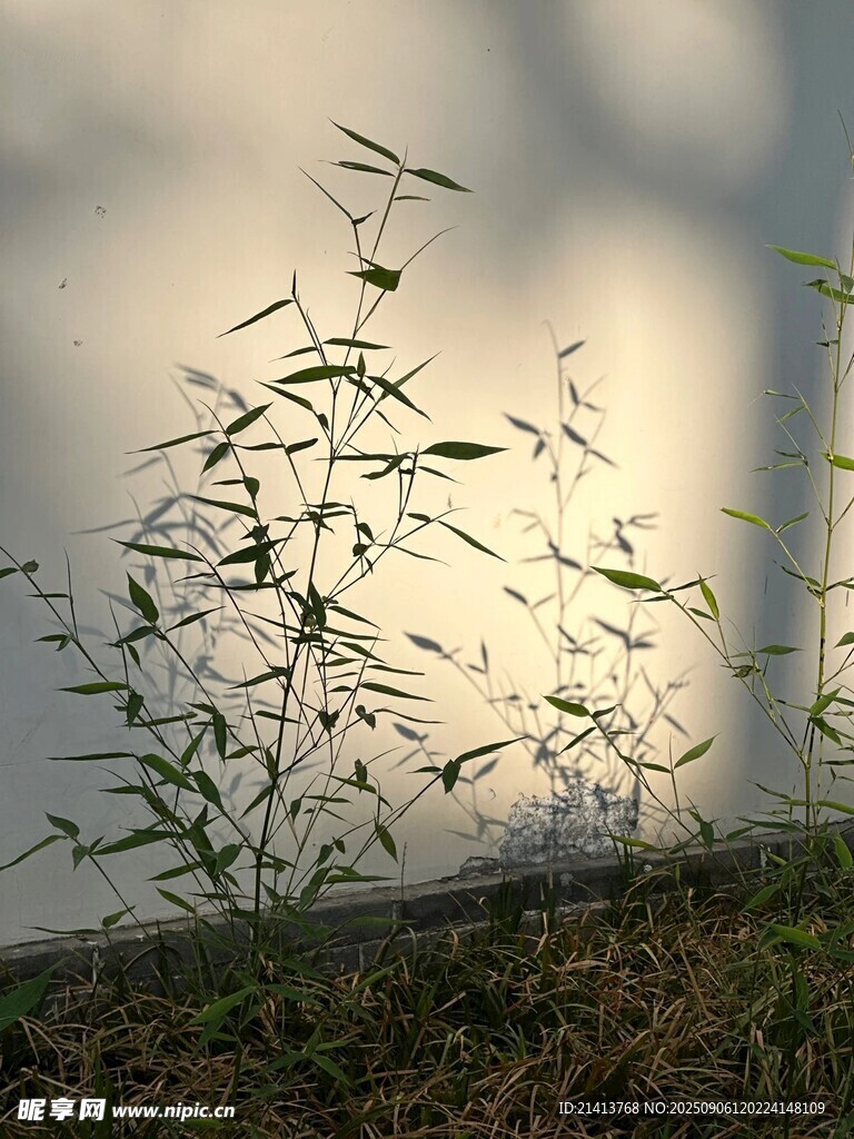 墙边翠竹映光影
