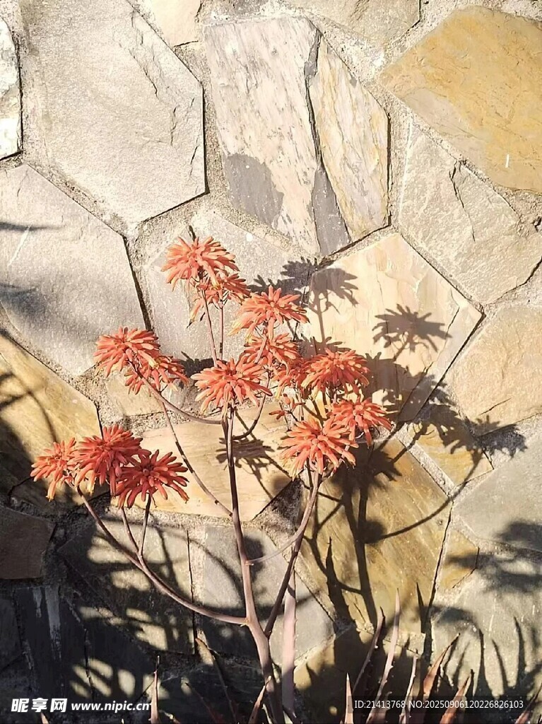 石缝间绽放的艳丽花朵