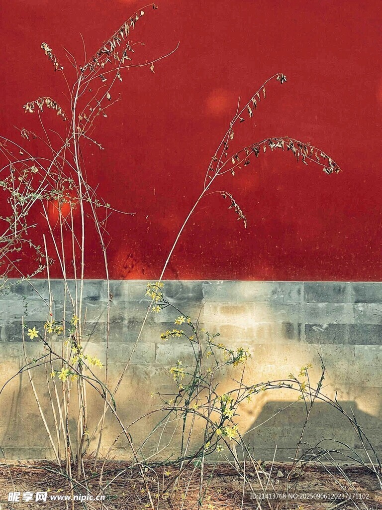 红墙前的枯萎植物