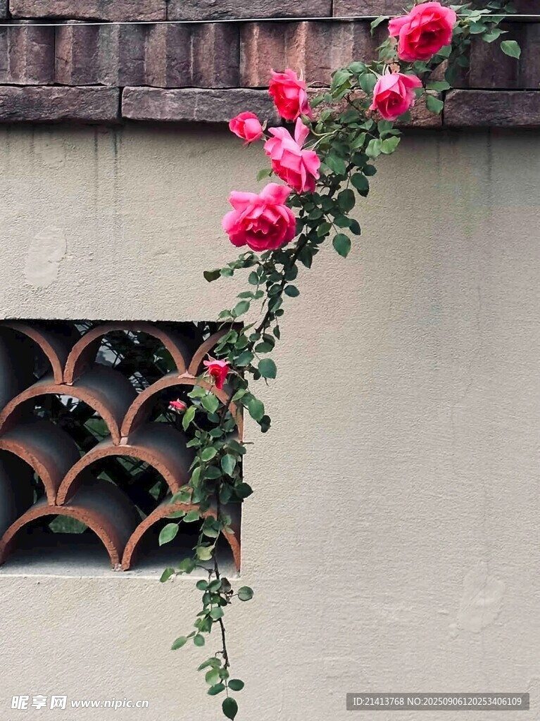 蔷薇攀墙  中式窗景添雅韵