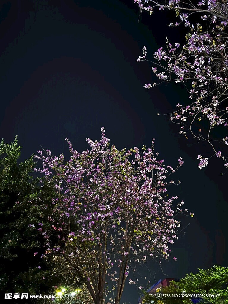 夜下绽放的烂漫花枝