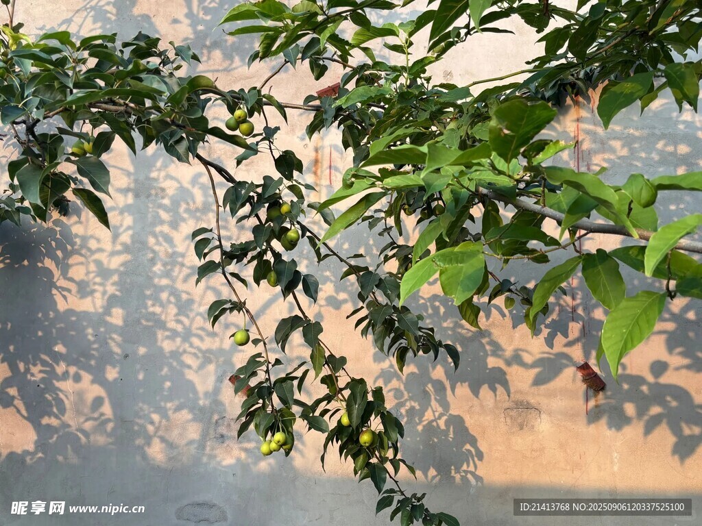 阳光下枝叶与朦胧背景