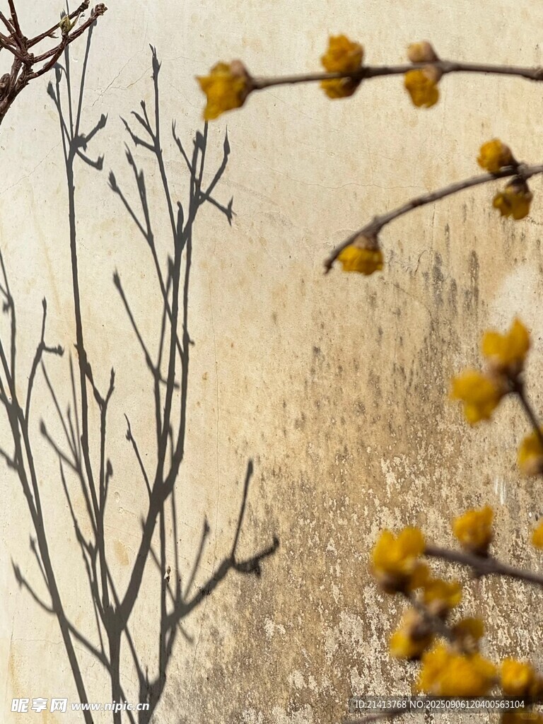 枝头绽黄蕊的萧瑟景致