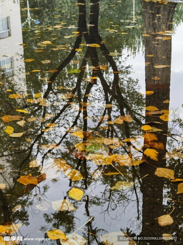水中倒影的金黄落叶树枝