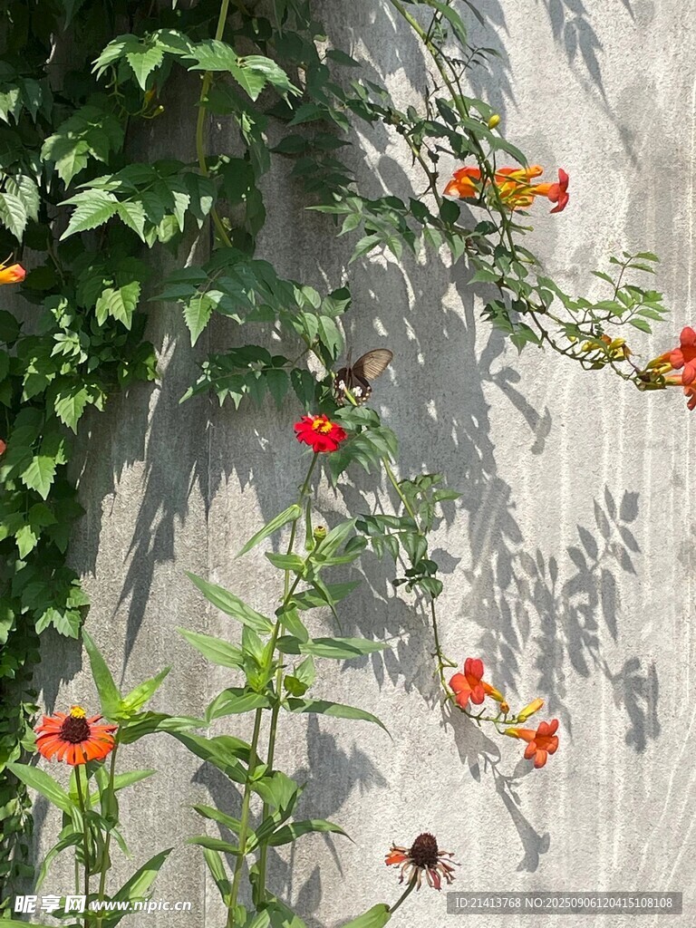 墙上绽放的鲜艳凌霄花