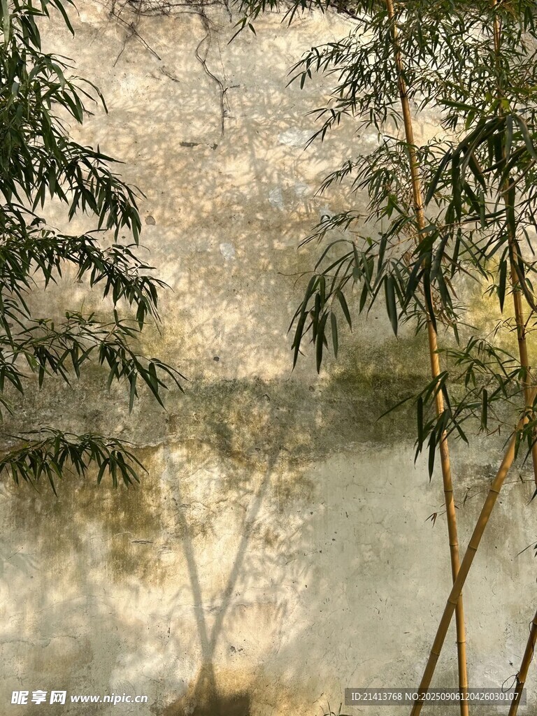 窗前翠竹映斑驳墙面