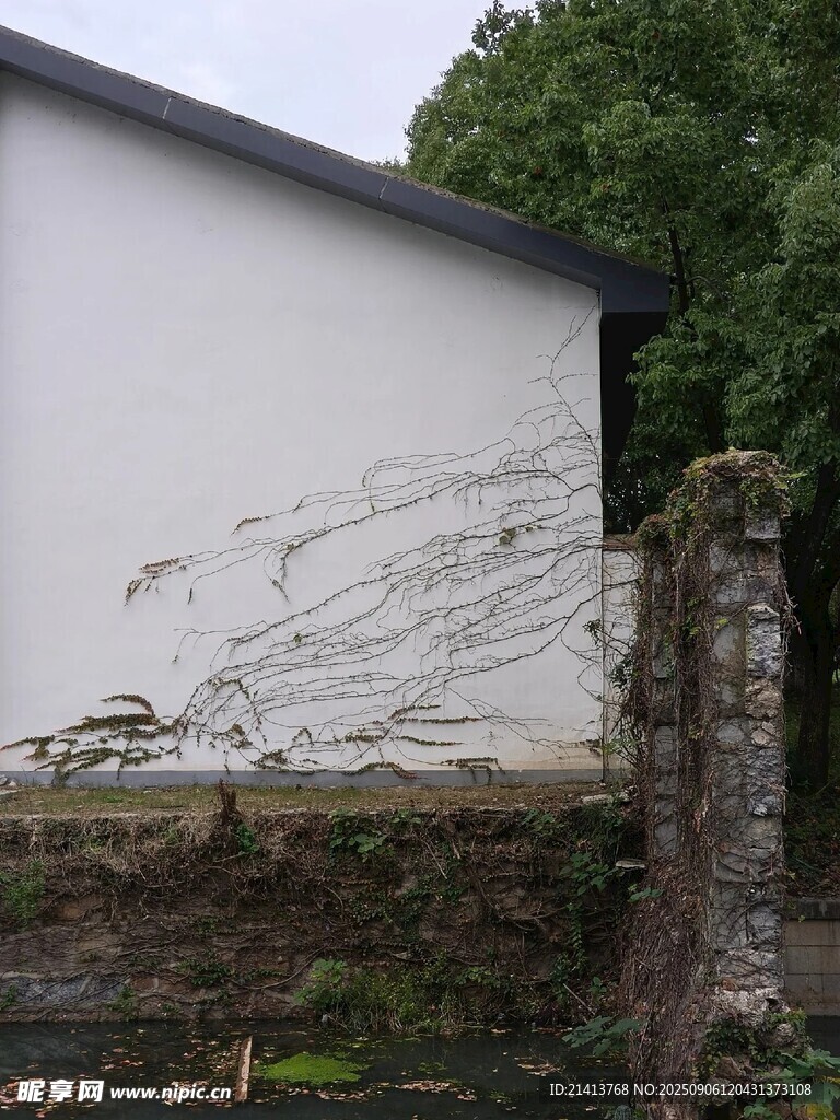 爬墙植物装点白色墙面