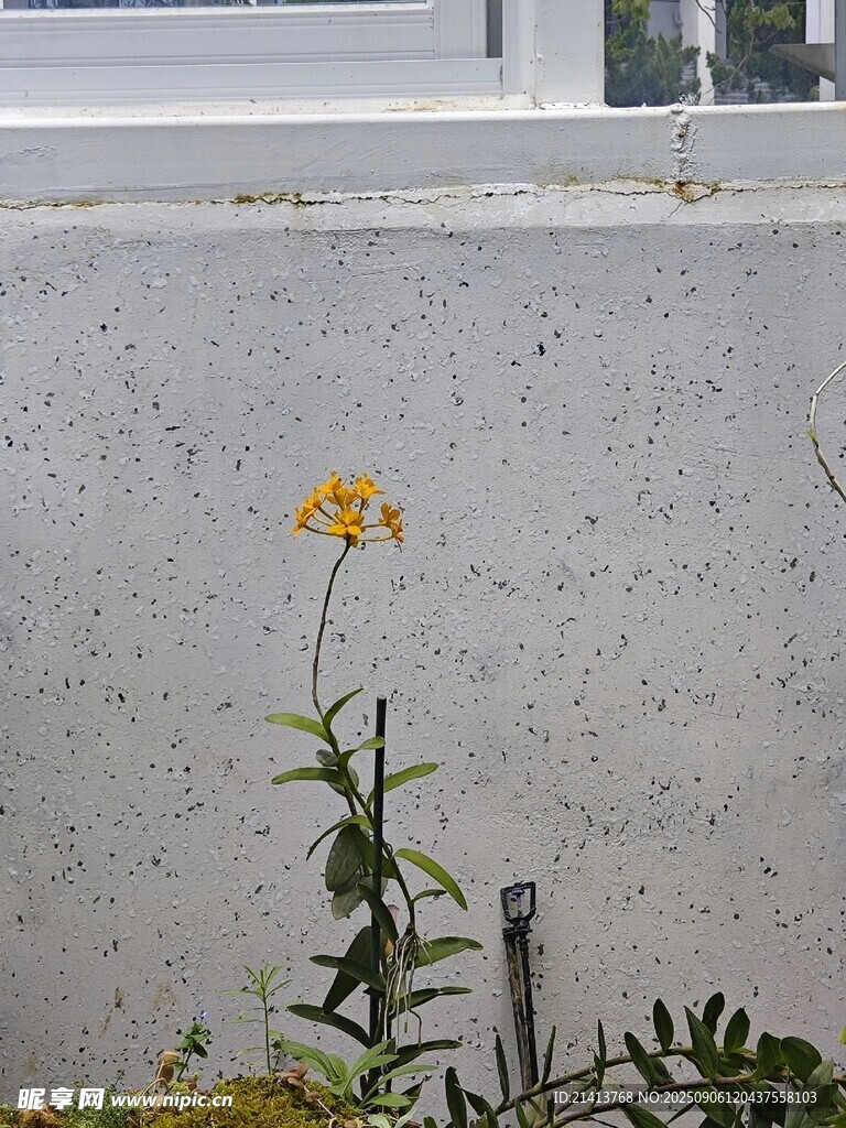 墙边绽放的黄色小花