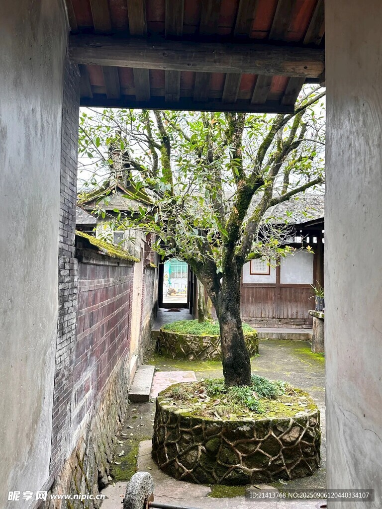 古院中的葱郁老树