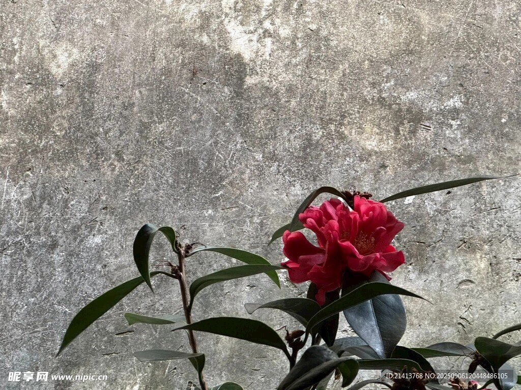 墙边绽放的艳丽红山茶