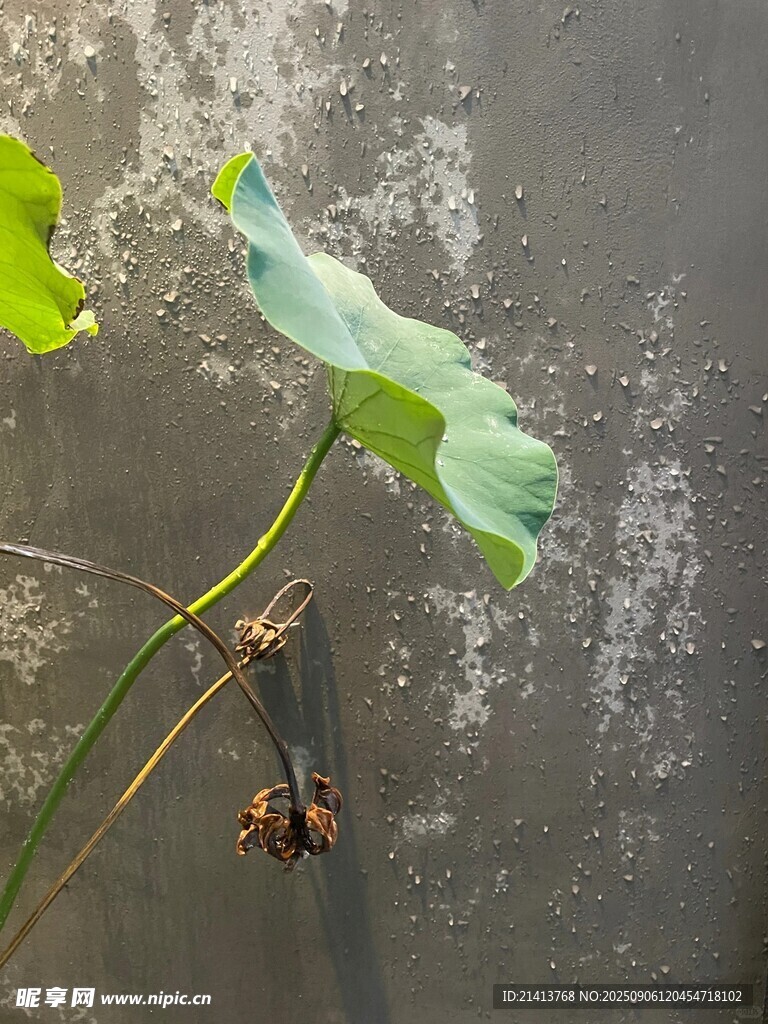 荷叶上的小昆虫特写