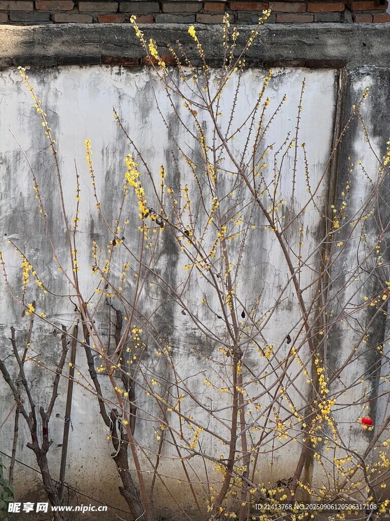 墙边枯枝绽新芽