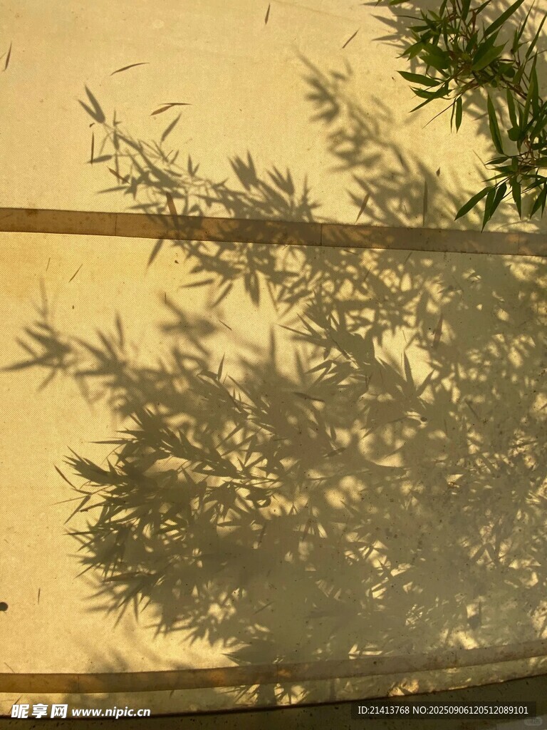 墙上树影 静谧光影之美