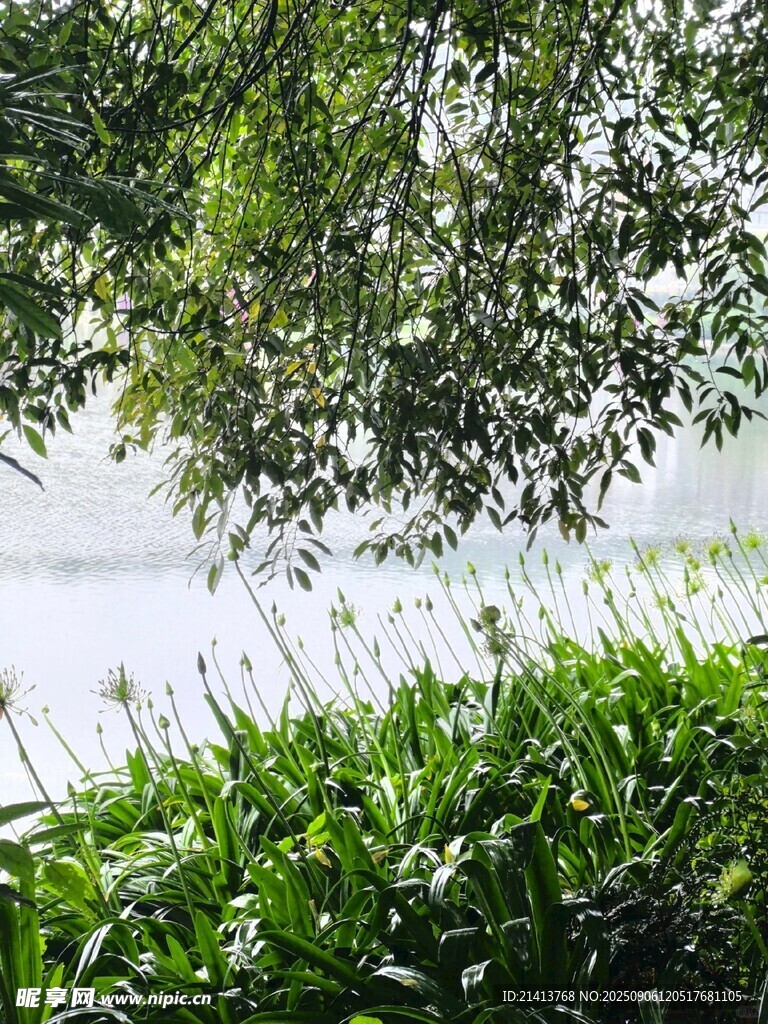 湖畔绿植 绿意盎然之景
