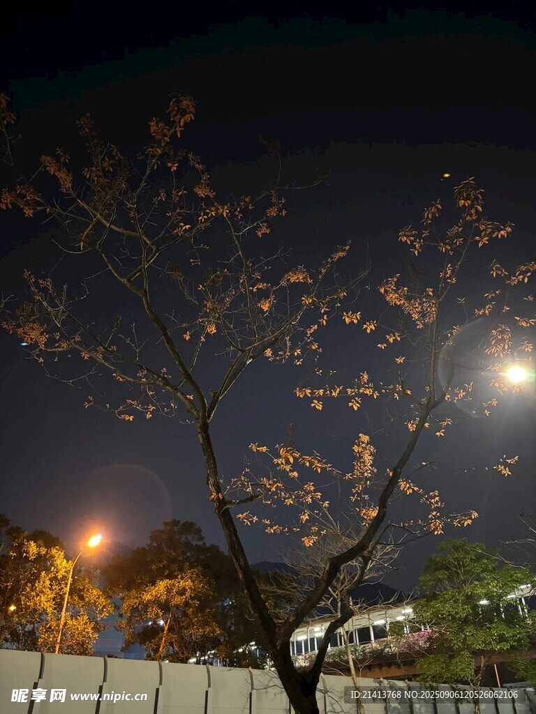 夜晚树下的静谧景象