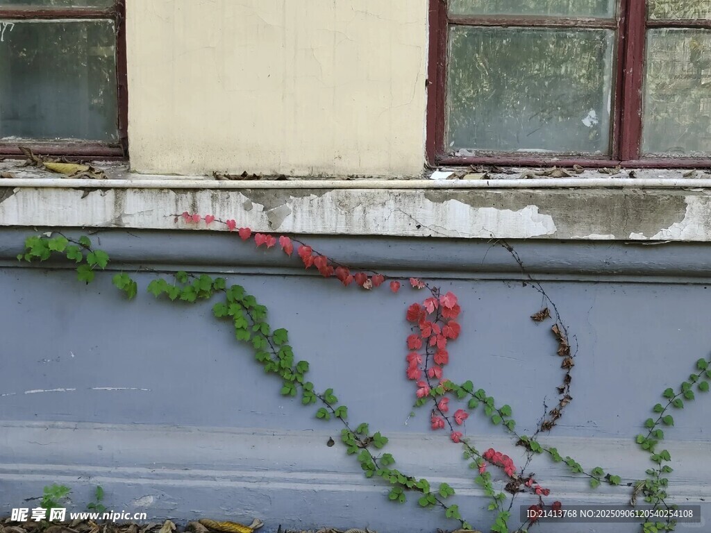 墙面绿植与装饰藤蔓