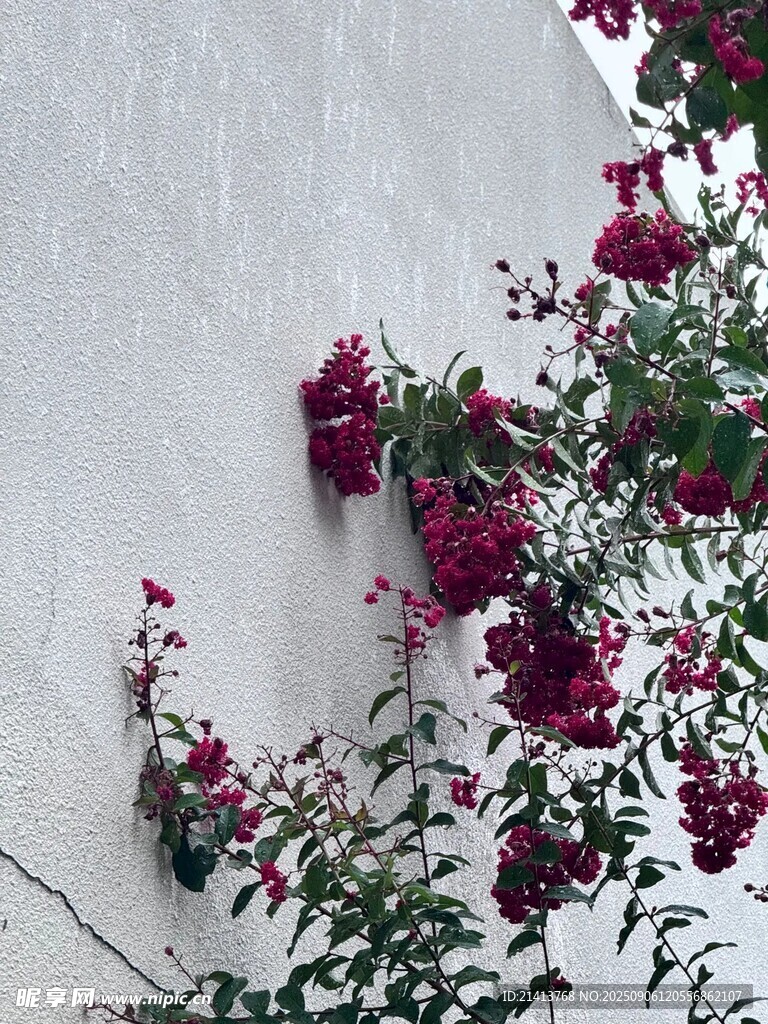 墙边绽放的艳丽三角梅