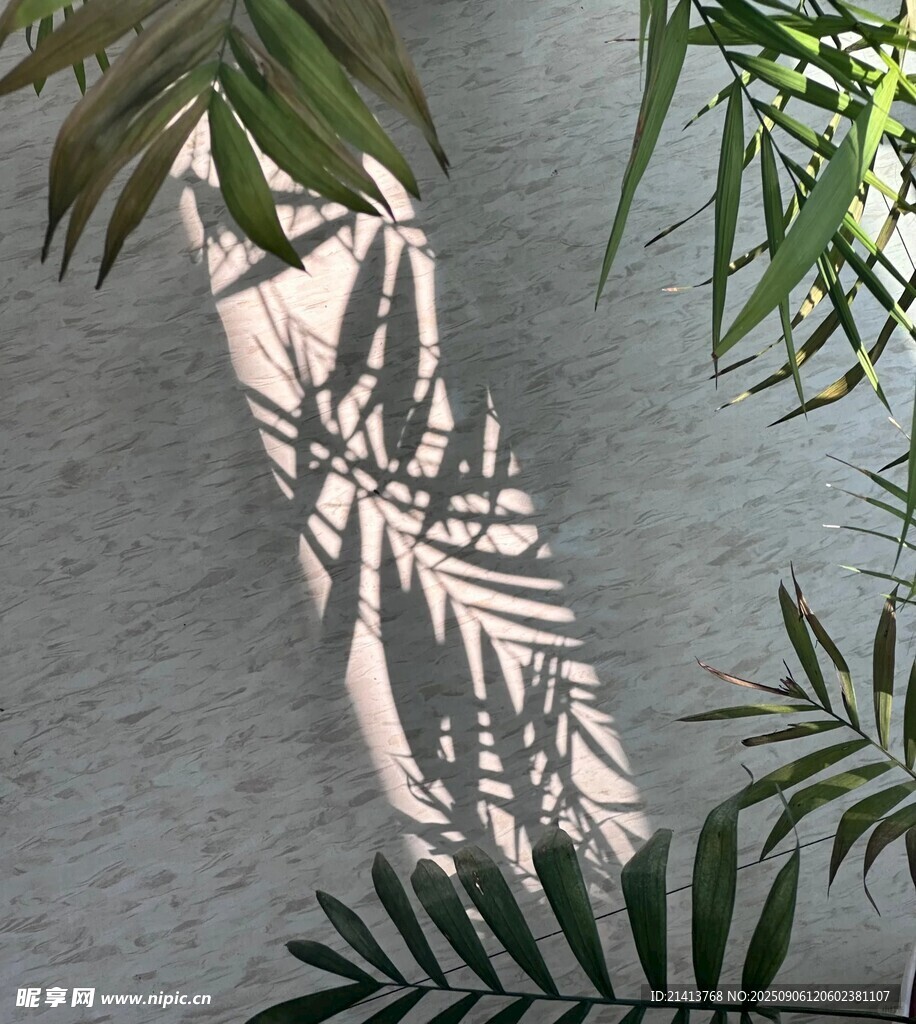 植物光影下的斑驳墙面