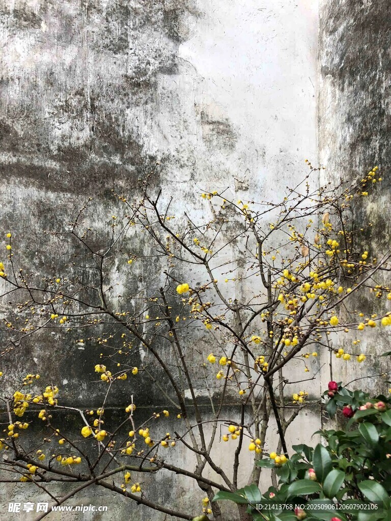 老旧墙前绽放的黄色小花