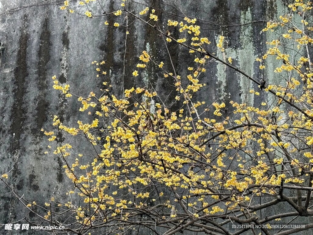 雨中绽放的金黄花朵