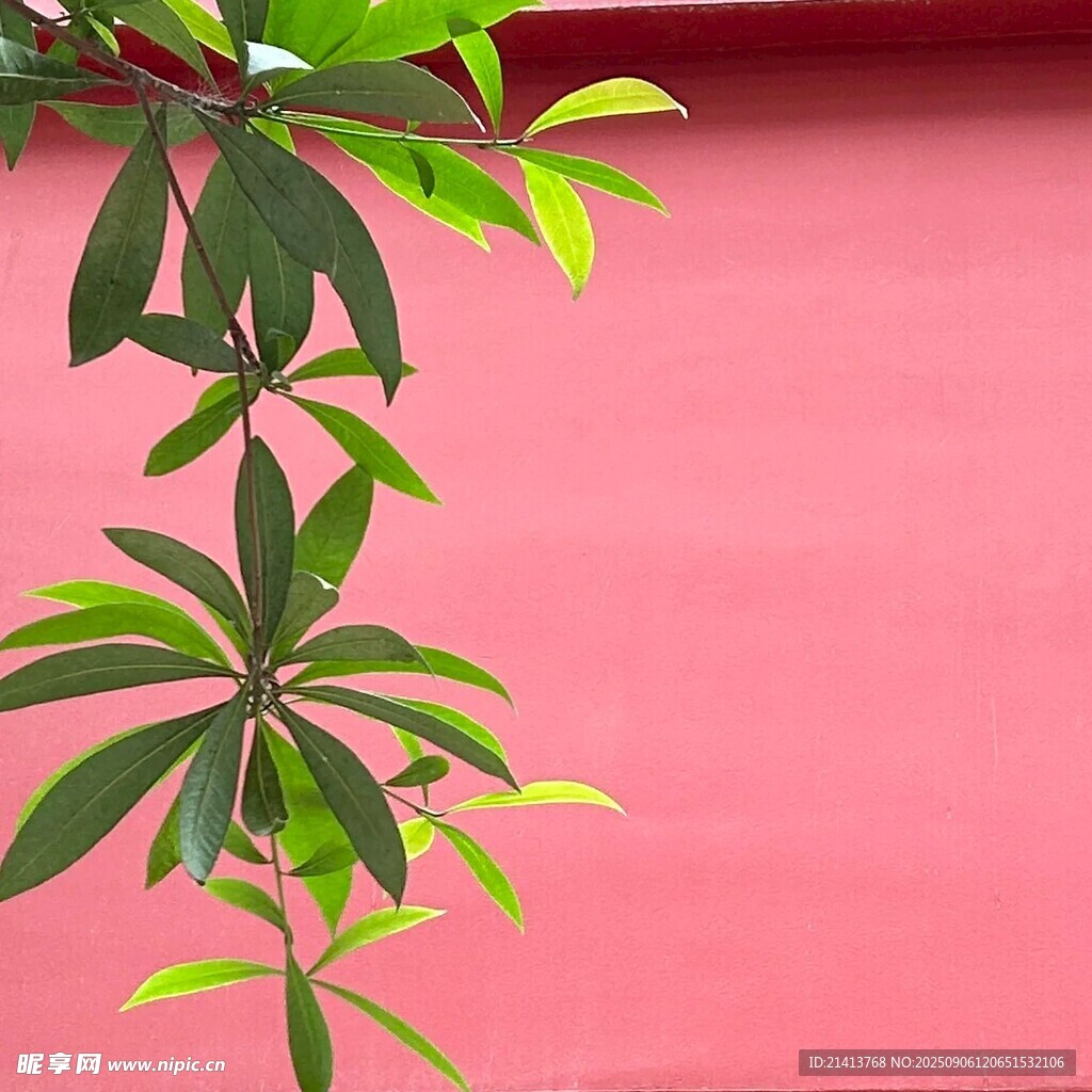 红墙旁的翠绿枝叶