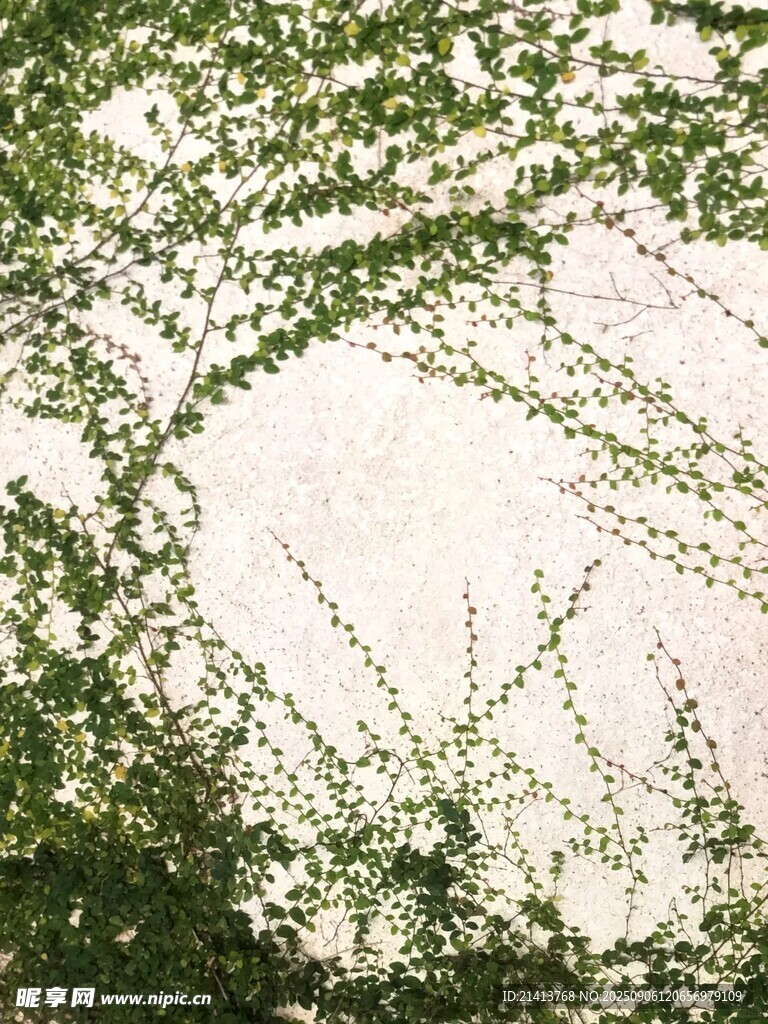 透过枝叶看天空