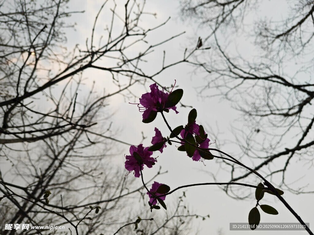 枝头绽放的艳丽紫花
