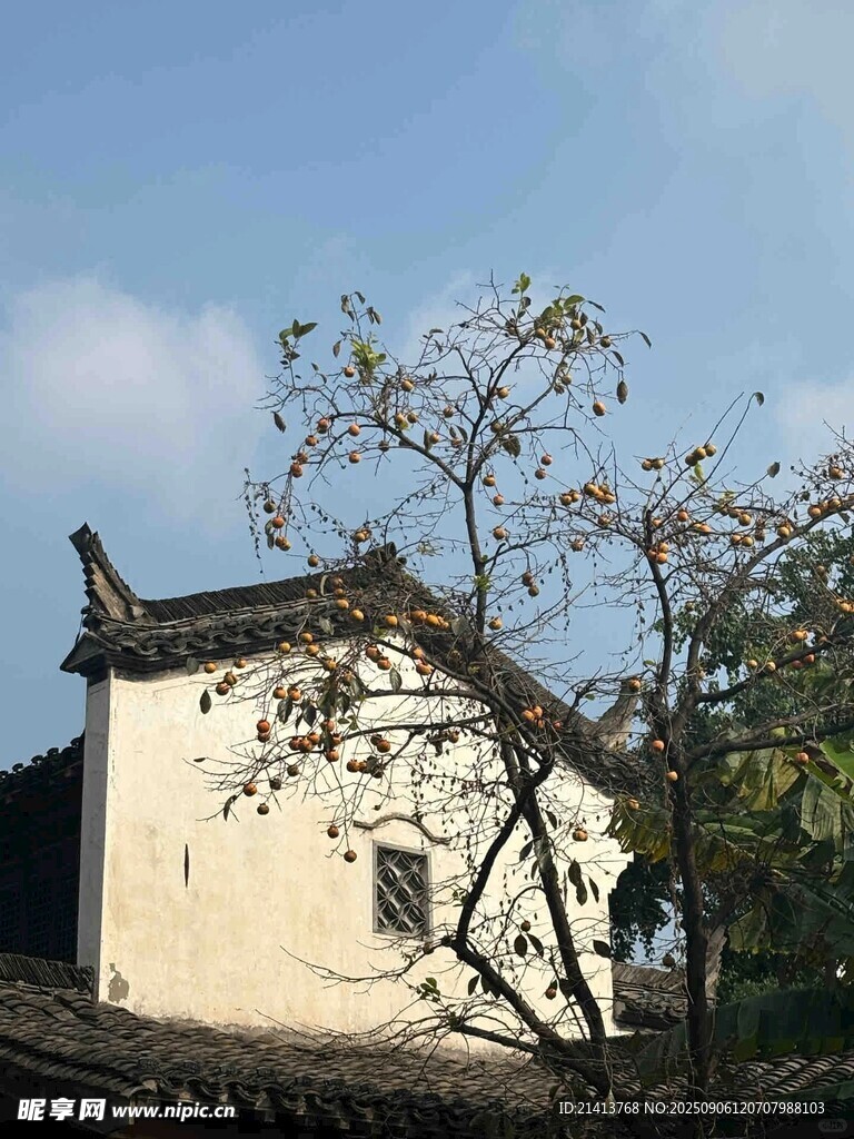 古朴民居旁的萧瑟秋树
