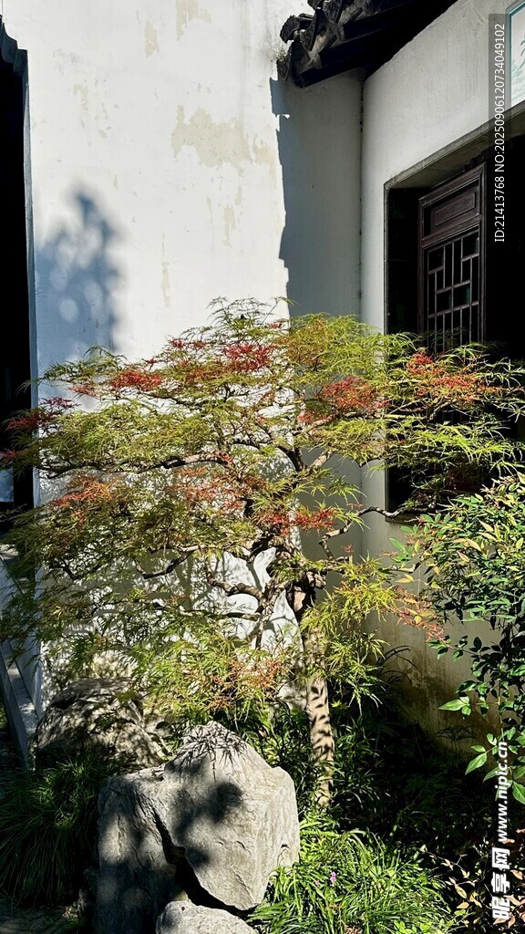 中式庭院绿植景致