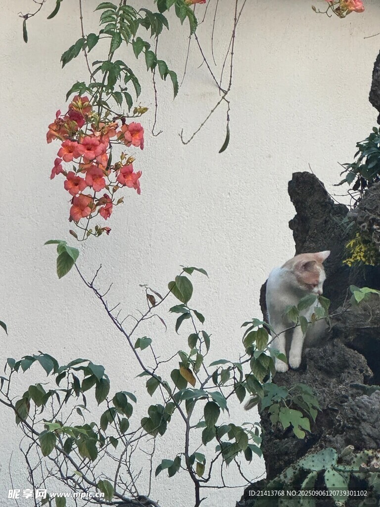猴子旁的艳丽红花