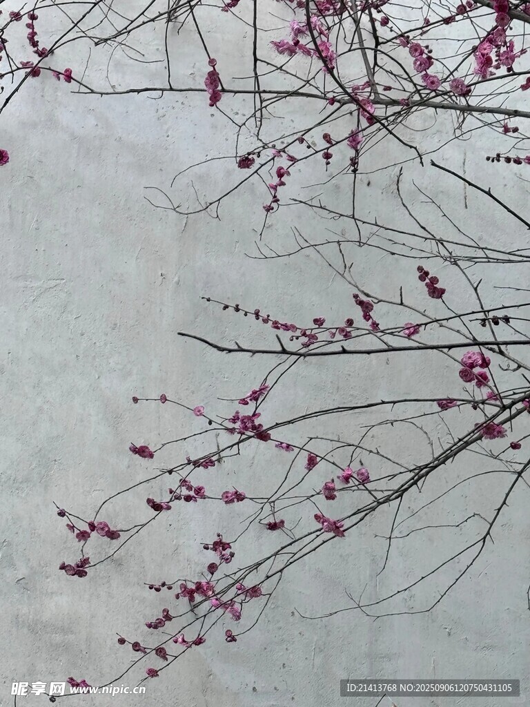 枝头绽放的粉嫩梅花