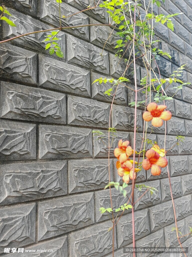 墙边垂挂的鲜艳果实