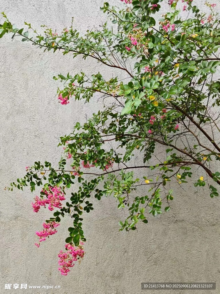 粉色花枝倚于灰白墙面