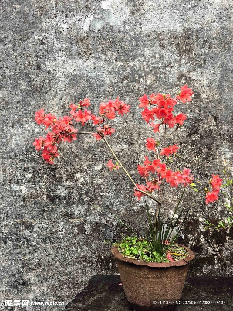 石墙前花盆里的艳红花朵