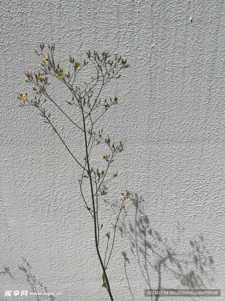 单枝植物特写