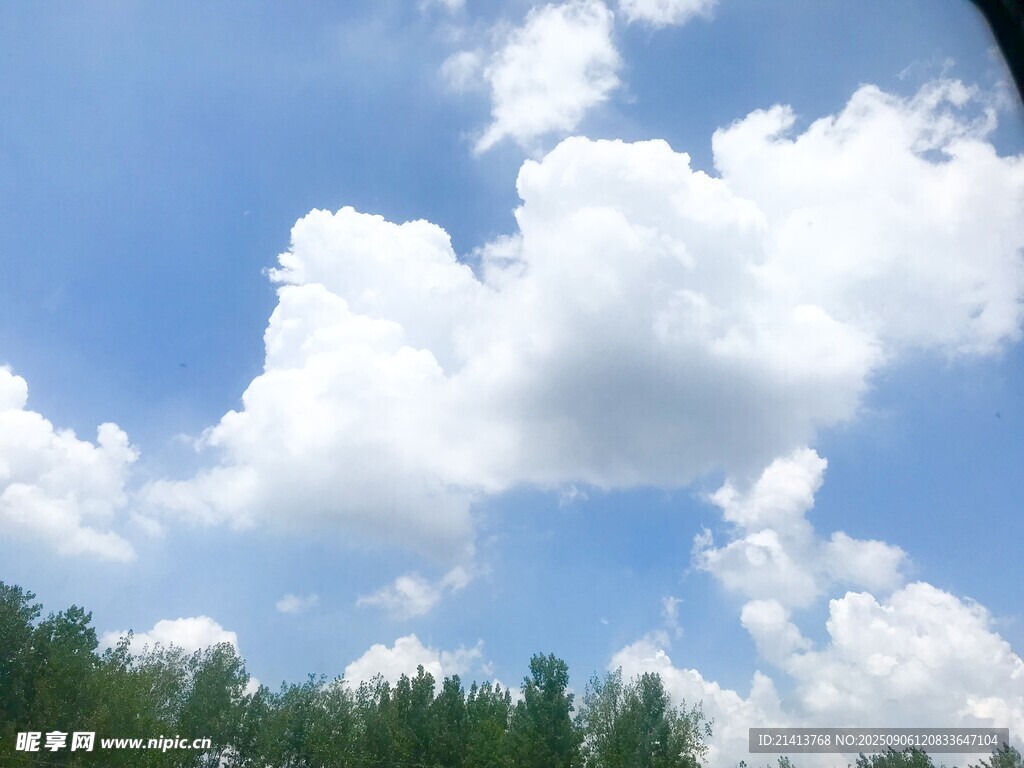 蓝天白云下的葱郁树林