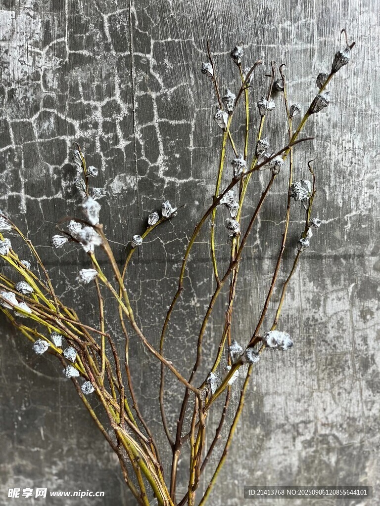 干枯枝条与白色绒毛植物