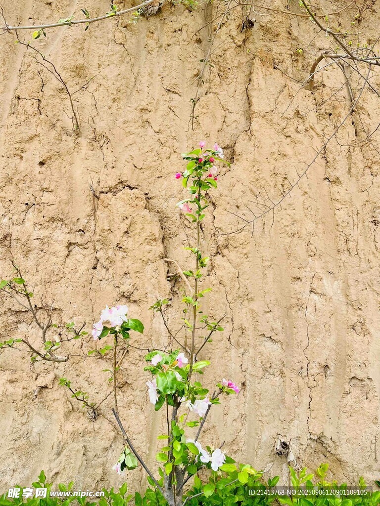 土墙旁绽放的白色小花