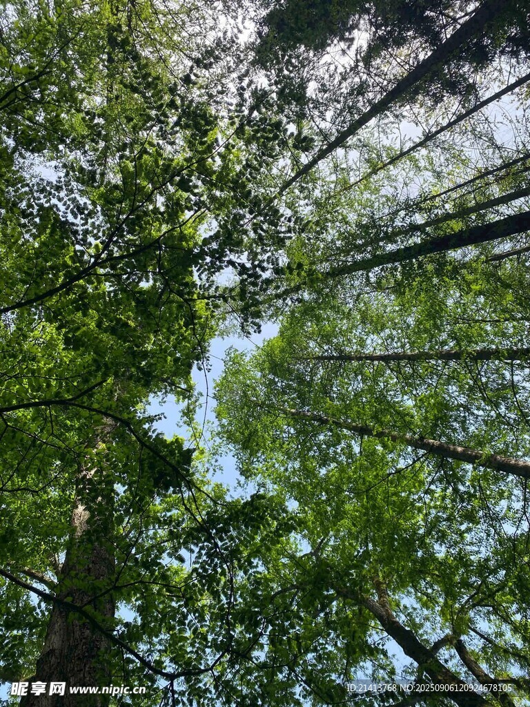 仰视茂密森林绿意盎然