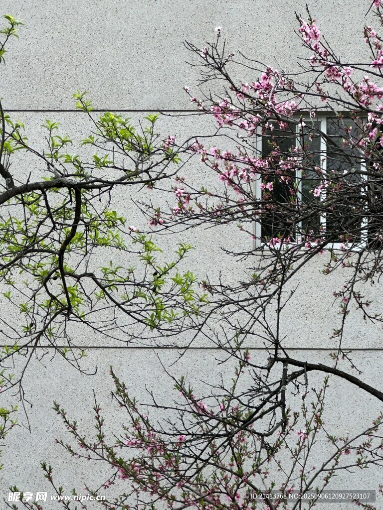 墙边绽放的粉嫩花枝