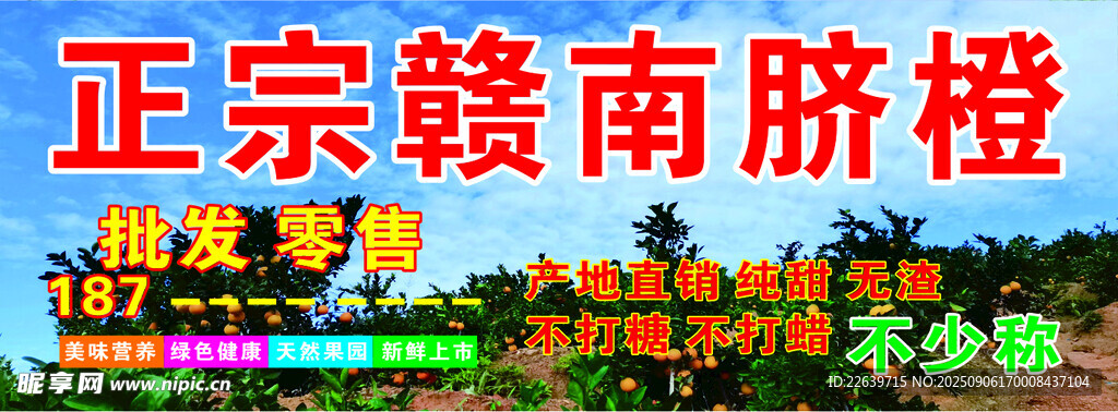 正宗赣南脐橙