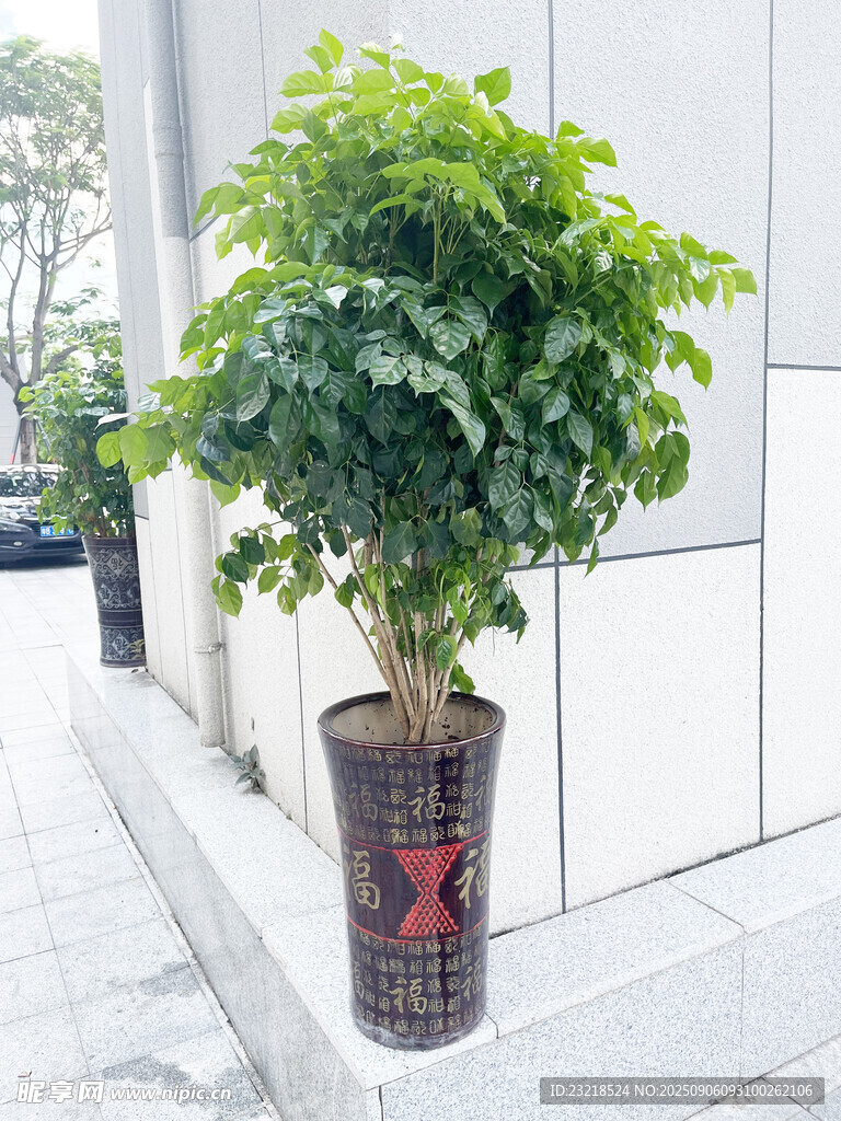 幸福树